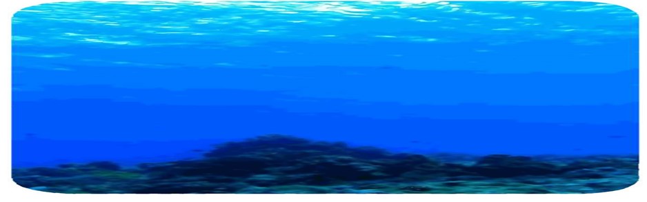 �V�R�̊L�k����ꍂ�F�ŁI